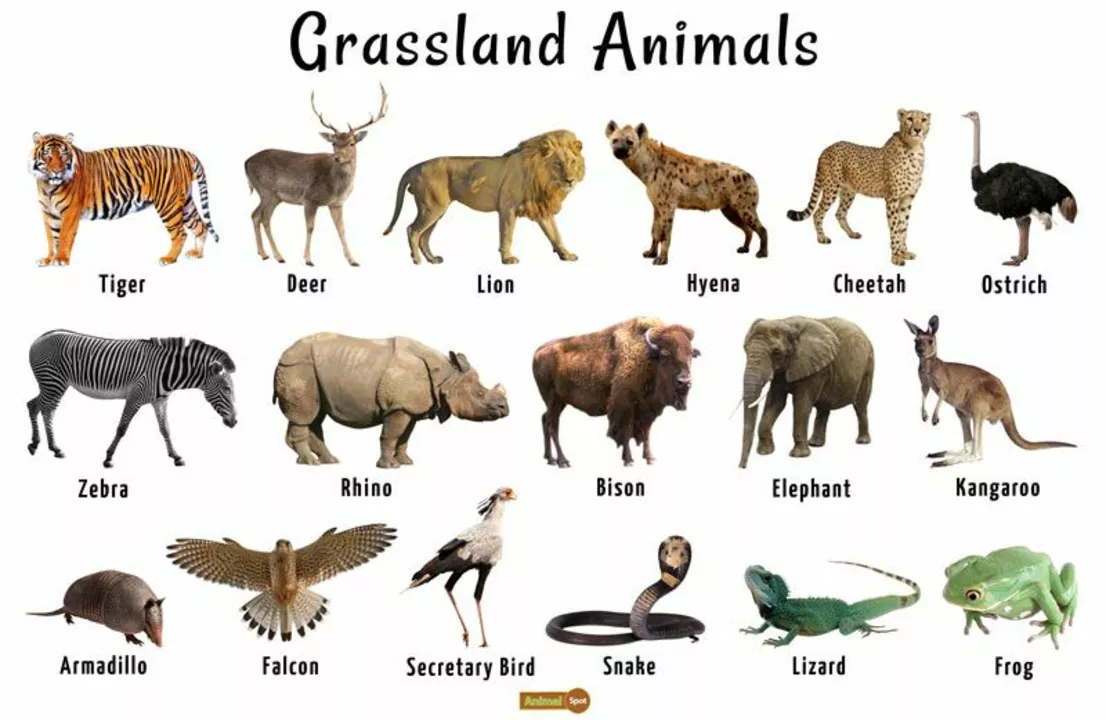Which animals have more than one name?